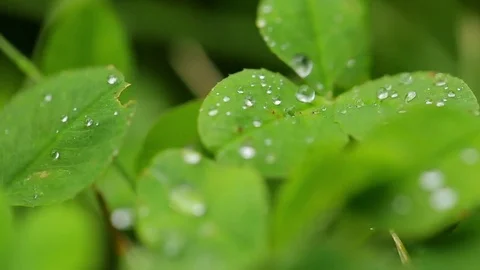 Dew on the leaves of clover. Close-up macro Video stock 70507413