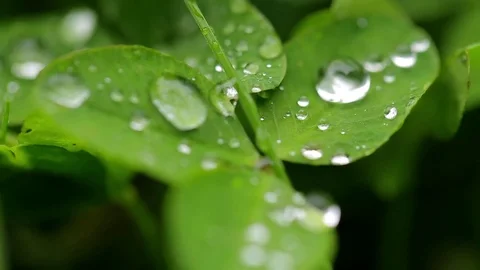 Dew on the leaves of clover. Close-up macro with focusing. Stock Footage 70507477