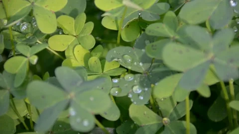 Dew on the leaves clover. selective focus Video stock 230007657