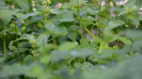 Dew on the leaves clover. selective focus 스톡 동영상 230007659