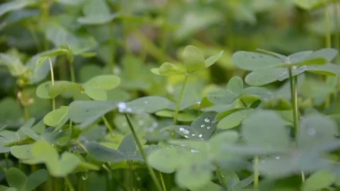 Dew on the leaves clover. selective focus 스톡 동영상 230007697