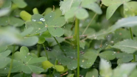 Dew on the leaves clover. selective focus 스톡 동영상 230007707