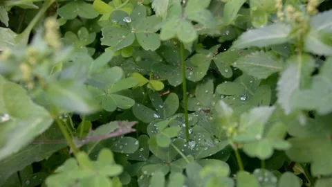 Dew on the leaves clover. selective focus Vídeos de archivo 230007734