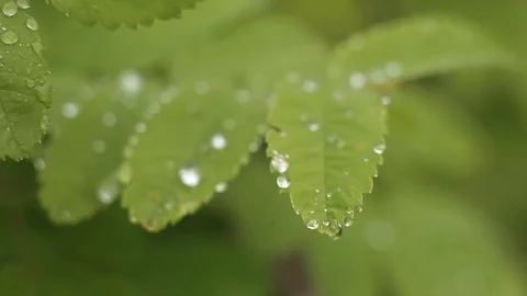 Dew on leaves Stock Footage 73256084