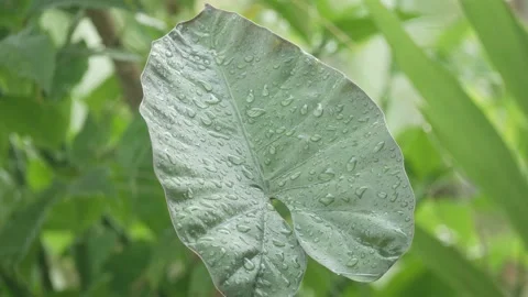 Dew on leaves Stock Footage 205491851