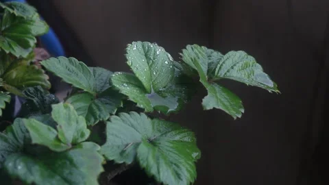 Dew on leaves Stock Footage 224888266