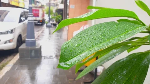 Dew on the leaves Stock-Footage 256211810