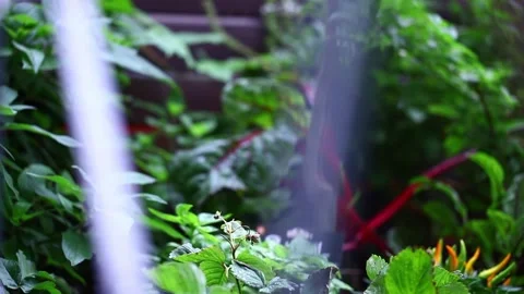 Dew on leaves Video stock 293956839