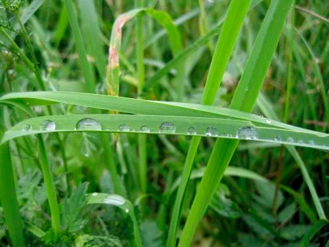 Dew on the leaves Stock Photos