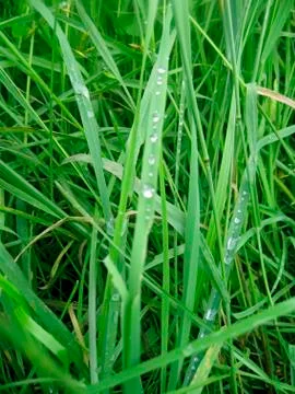 Dew on the leaves Stock Photos