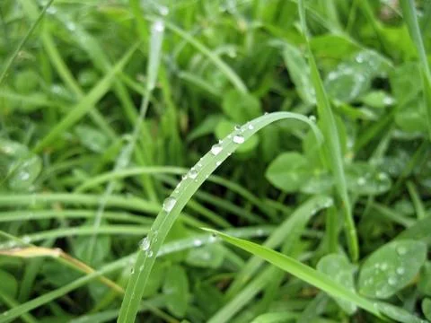 Dew on the leaves Stock Photos