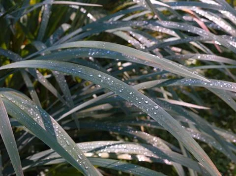 Dew on leaves Photos