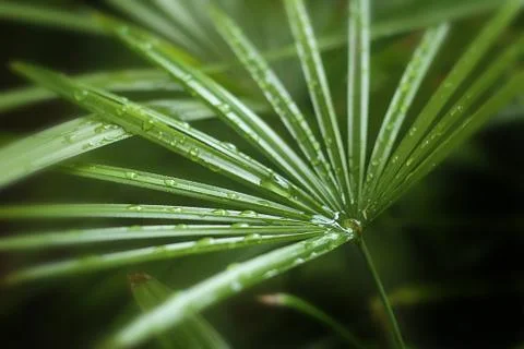 Dew on the leaves Stock Photos