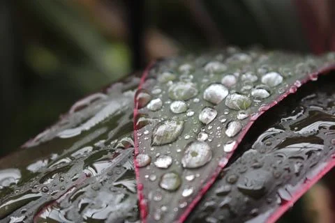 Dew on leaves Stock Photos