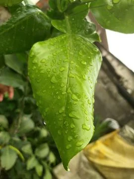 Dew on the leaves Stock Photos