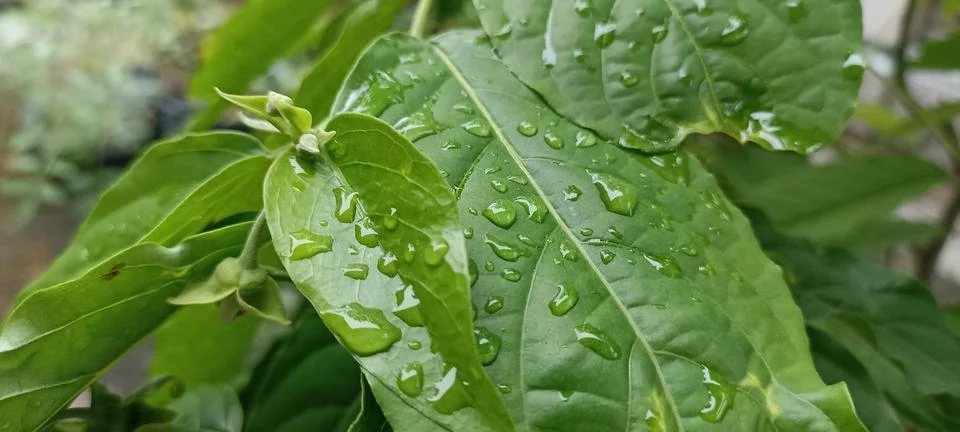 Dew on the leaves. Stock Photos