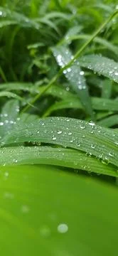 Dew on leaves Stock Photos