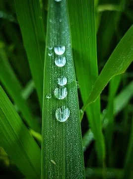 Dew lines on the leaves Stock Photos