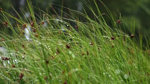 Dew on long grass. Slow motion 4K 库存影片 290512189