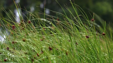 Dew on long tufts of grass. Slow motion 4K 库存影片 290512652