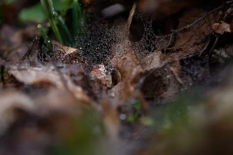 Dew macro web background. Stock Photos