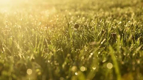Dew on a meadow in morning sunlight, sunrise Stock Photos