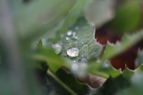 Dew on the meadow Foto stock