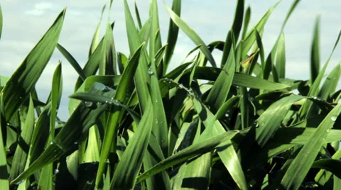 Dew In The Morning Stock Footage 32144818