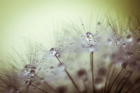 Dew ona dandelion, macro Stock Photos