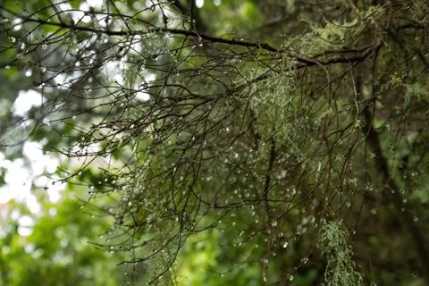 Dew or raindrops on leafless branches in the forest Foto stock