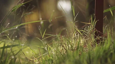 Dew over grass 01 Stock Footage 123654681