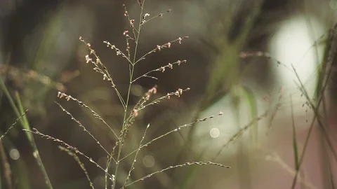 Dew over grass 02 Stock Footage 123654756