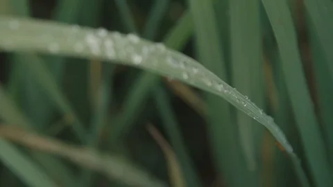 Dew over rice leaves Stock Footage 129294131