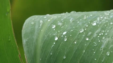 Dew on Palm Leaf Stock Footage 10711369