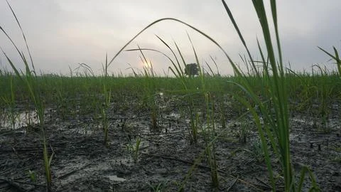 Dew particles Stock Photos