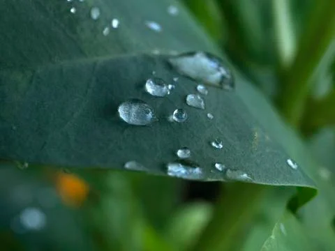 Dew on the petals Stock Photos