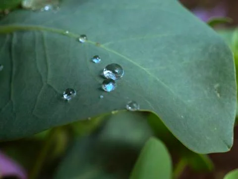 Dew on the petals Stock Photos