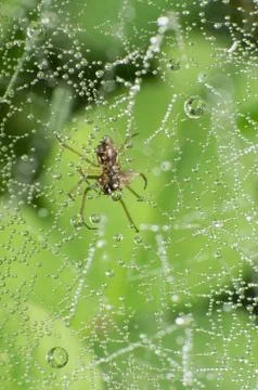 Dew Stock Photos