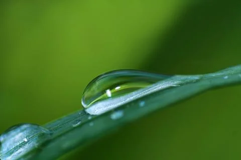 Dew Stock Photos