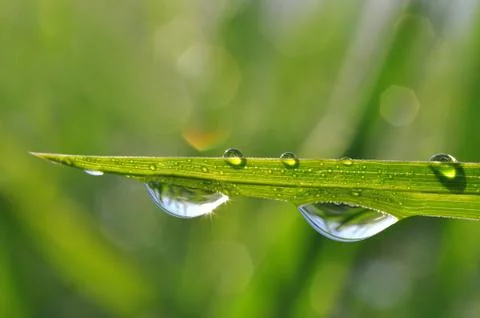 Dew Stock Photos