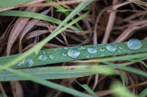 Dew Фото