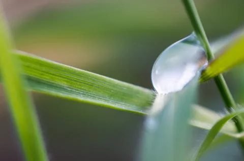 Dew Фото
