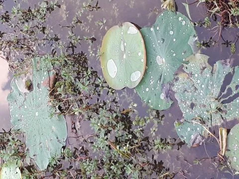 Dew Fotos de archivo