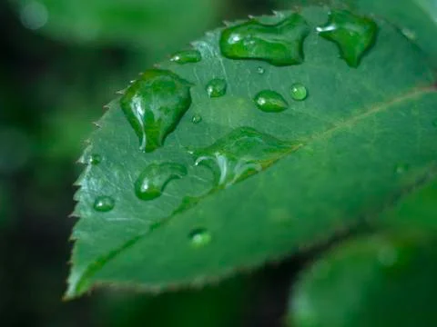 Dew Stock Photos