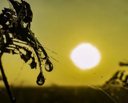 Dew Stock Photos