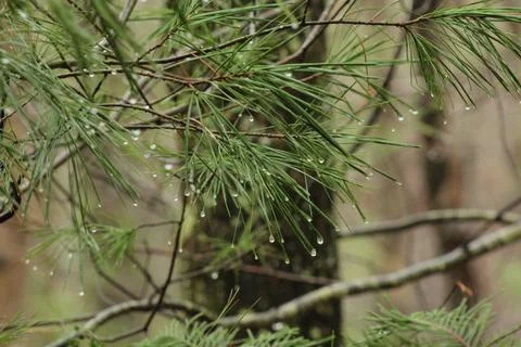 Dew on Pine Tree Needles Stock Photos
