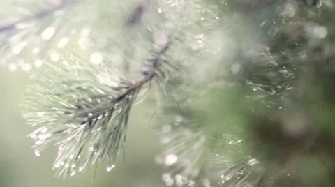 Dew on Pine Trees (Rack Focus) Stock Footage 65498938