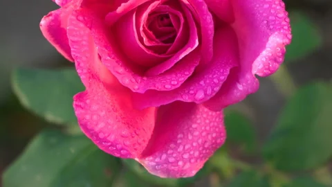 Dew on a pink rose Video stock 116762141