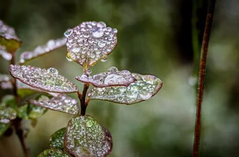 Dew on the plant Stock Photos