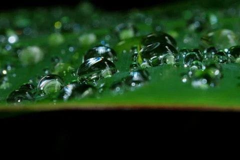 Dew point on a banana leaf Stock Photos